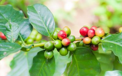 Árbol del café