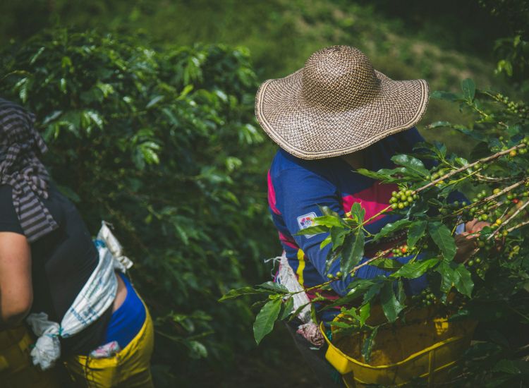 café AdriAna Orígenes Colombia