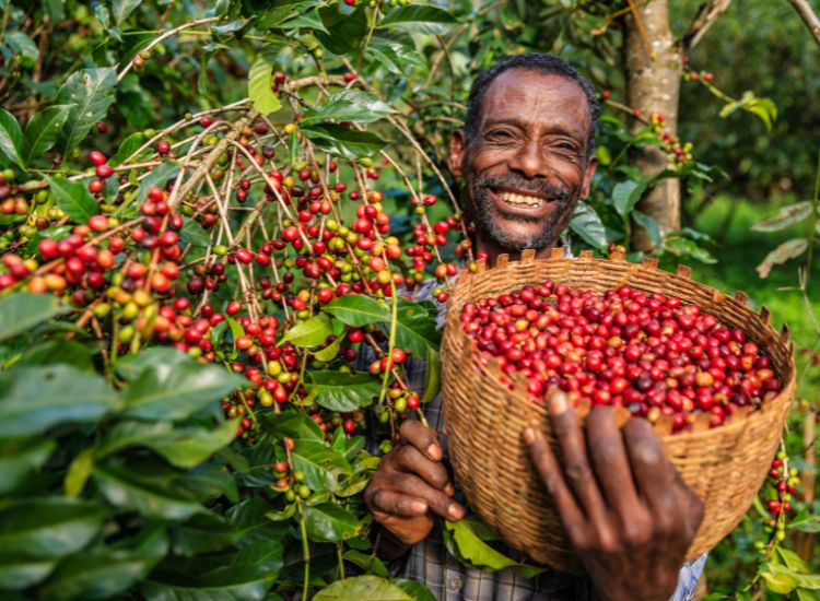 café AdriAna Orígenes Etiopia sidamo