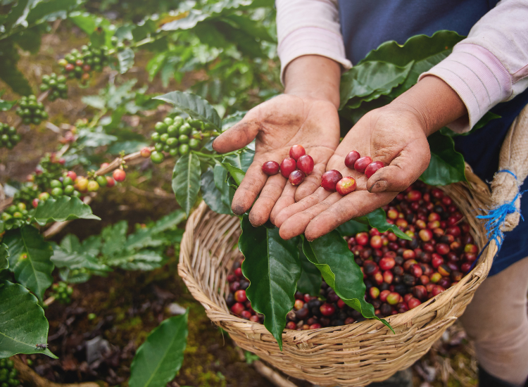 café AdriAna Orígenes Nicaragua